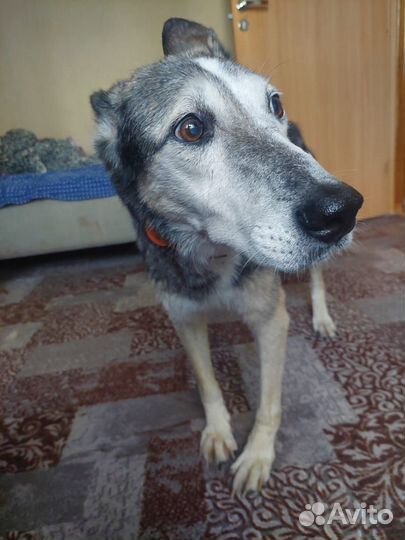 Лиза заболела