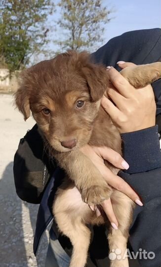 Подбросили щенков