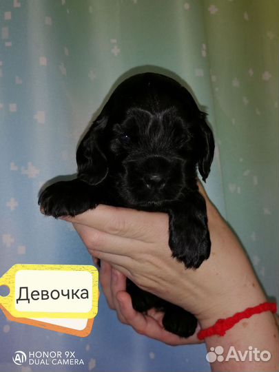 Английский кокер спаниель