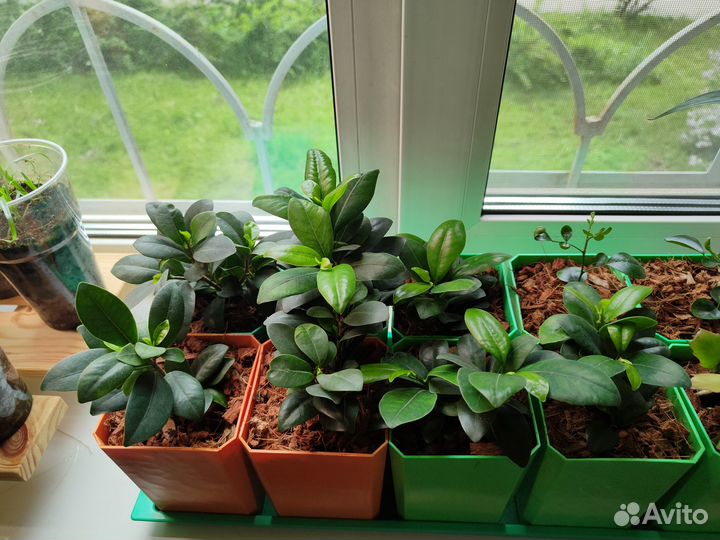 Фикус микрокарпа гинсенг (черенки)