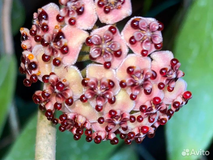 Хойи черенки, взрослые