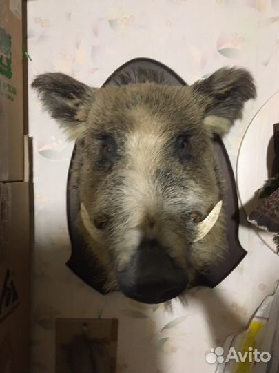 Чучела животных