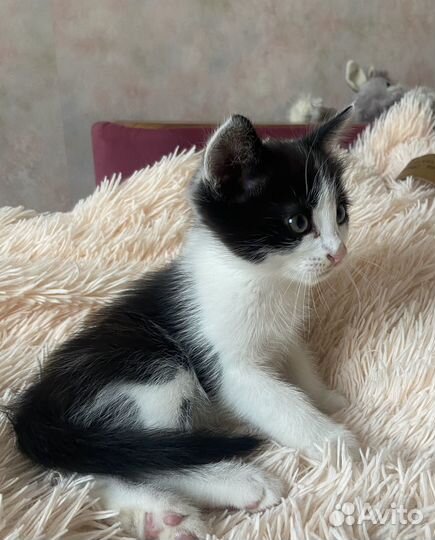 Котенок в добрые руки