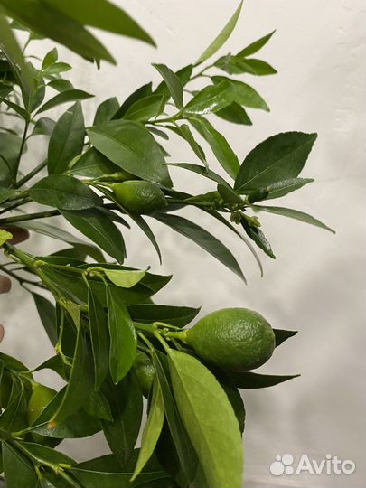 Цитрусовое дерево