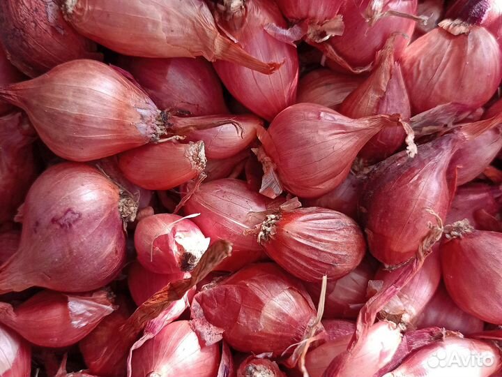 Лук севок семейный