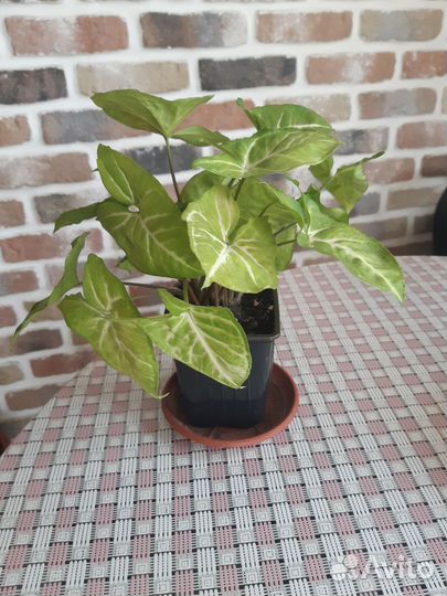 Сингониум,фикус Голд, Мурайя