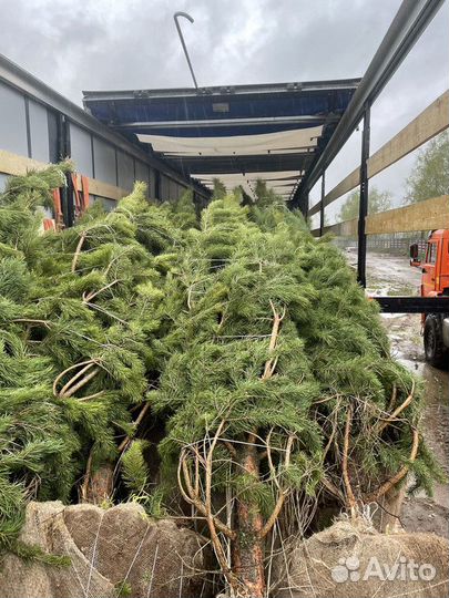 Сосна обыкновенная, крупномер