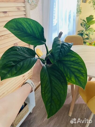 Монстера пиннатипартита