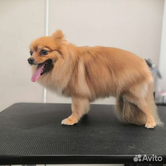 Требуются шпицы в качестве модели