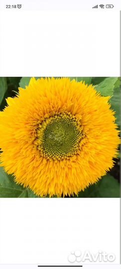 Семена подсолнуха мишка Тедди