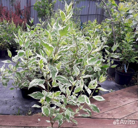 Дерен Элегантисимо