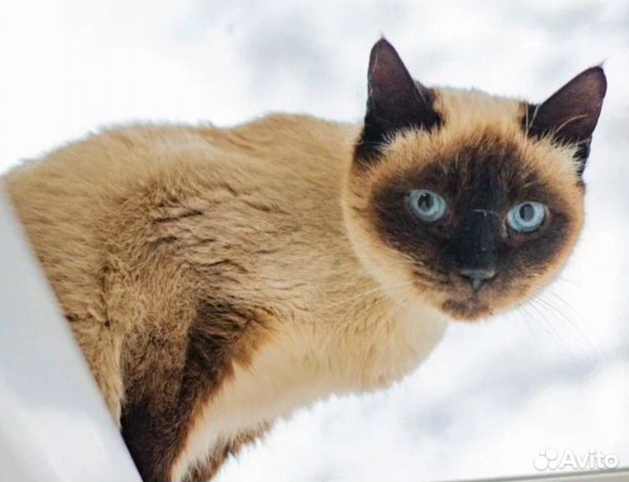 Знакомьтесь - очаровательная Зифа