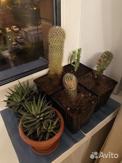 Фиалки, Денежное дерево, сикуленты, кактус