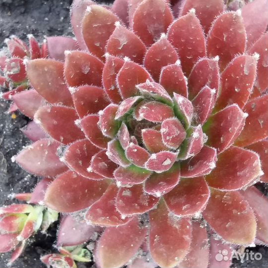 Почвопокровники