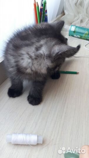 Котёнок кот