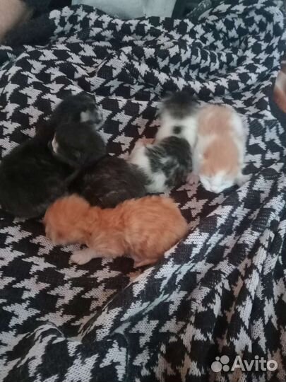 Котятки