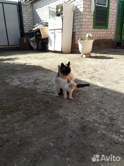 Котята в добрые руки мальчик, девочки