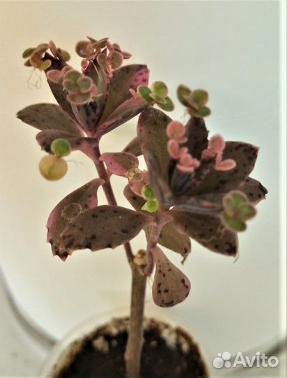 Растения разные-1