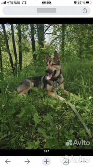 Собака в добрые руки