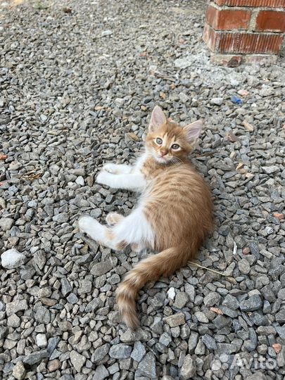 Котята бесплатно рыжые и цветная