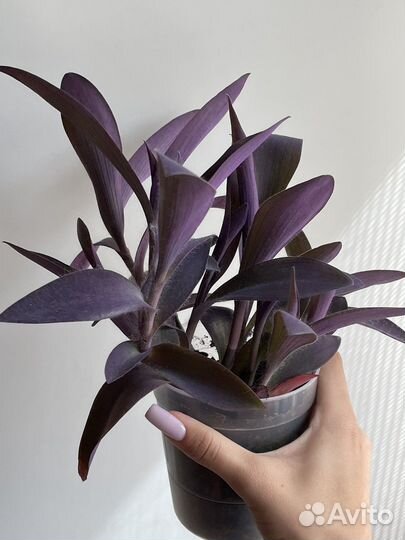 Сеткреазия пурпурная/Традисканция фиолетовая