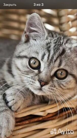 Передержка кошен и небольших собачек