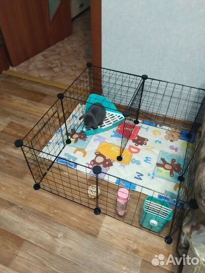 Кролик mini-lop NHD