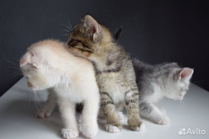 Котята отдам в добрые руки бесплатно