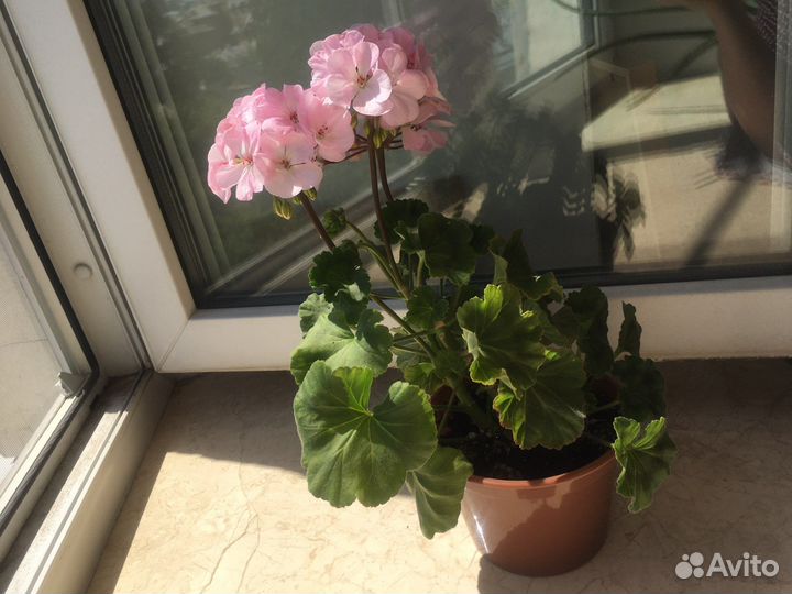 Пеларгония герань сортовая