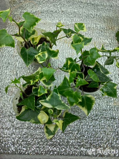 Крестовник язычковый вариегатный