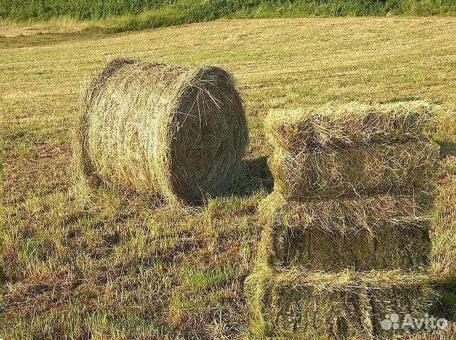 Сено с заливных лугов, разнотравье, укос 2023 года