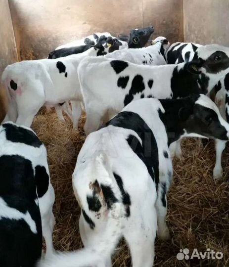 Бычки и телята