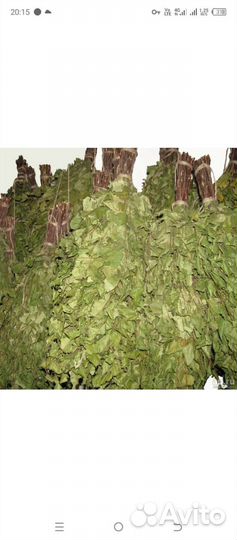 Берëзовые веники