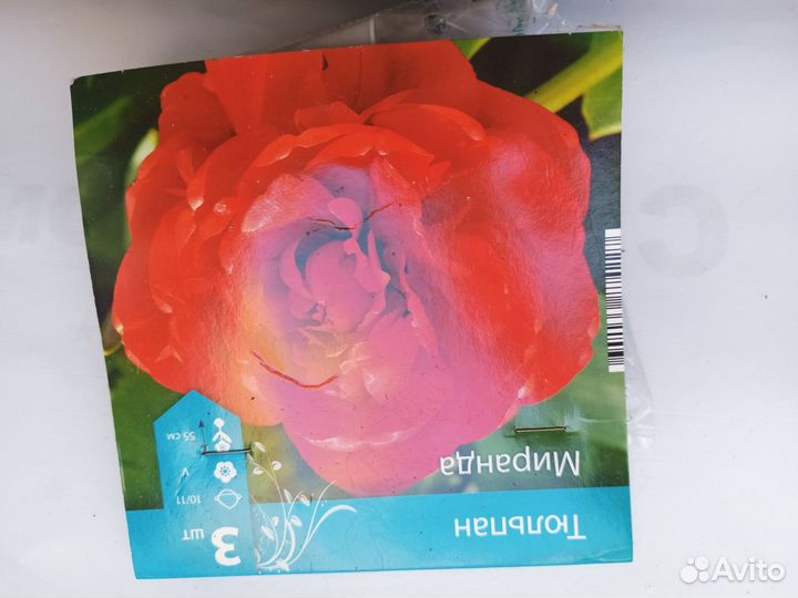 Луковицы тюльпанов