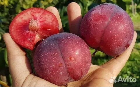 Плодовые деревья в ассортименте