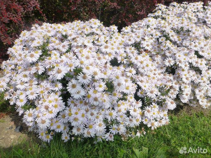 Астра многолетняя осенняя из питомника растений