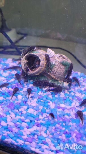 Сомики анцитрусы