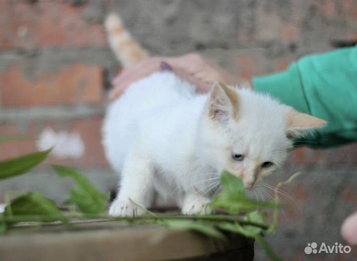 Котёнок мальчик в добрые руки