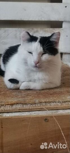 Кот бесплатно