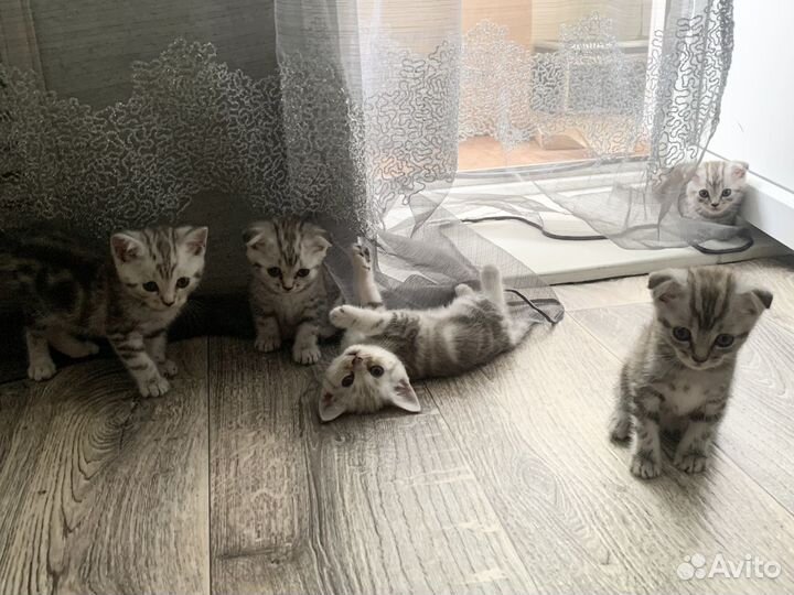 Чистокровные Шотландские котята