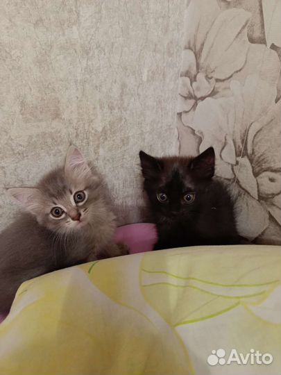 Котята бесплатно