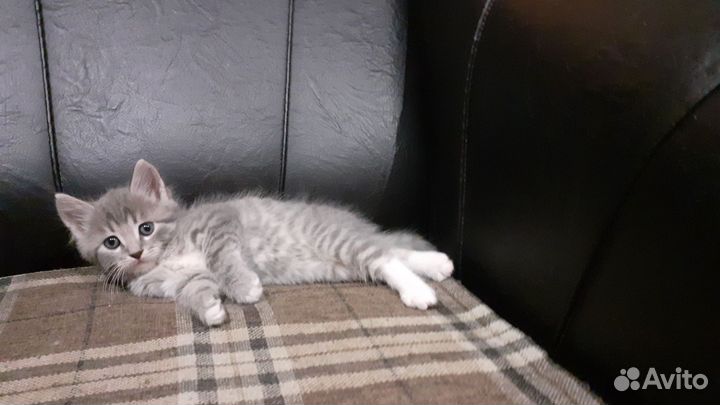 Котята в добрые руки мальчики 1 месяц