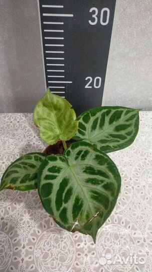 Антуриум Сильвер блаш