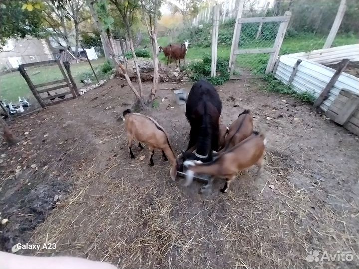 Нубийские козы