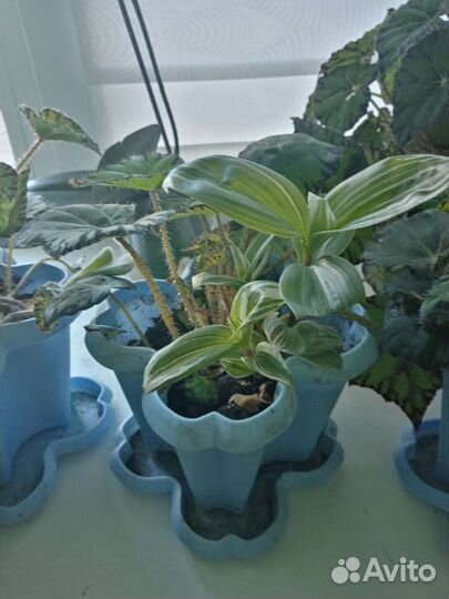 Бегония тигровая