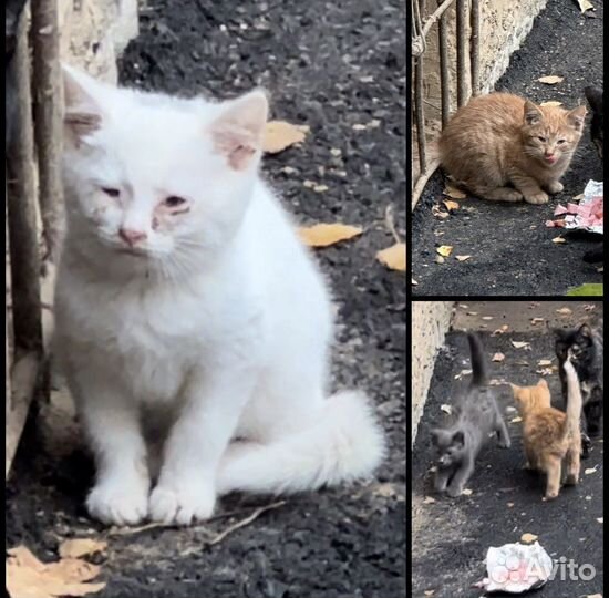 Котята бесплатно