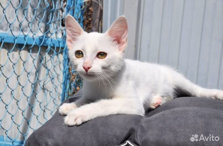 Котёнок компаньон