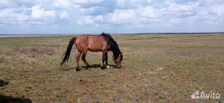 3х летний жеребец