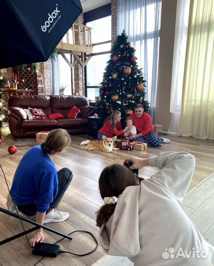 Собака для фотосессии корги. Фото с собакой корги