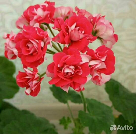 Срез сингониума